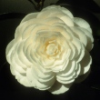 White Jewel